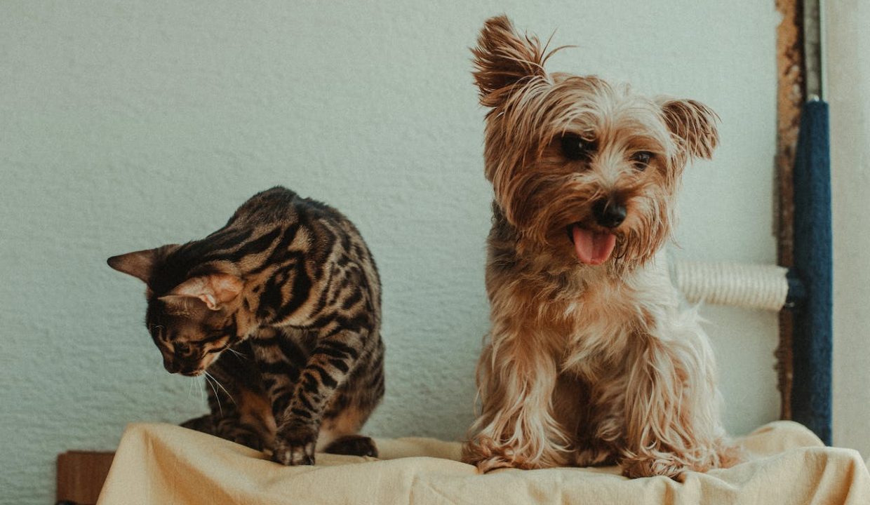 Pet-Friendly Homes